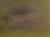 Le repos - Dessins